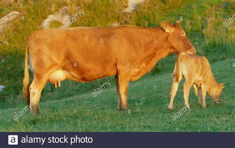 Mother Cow And Calf At Sunset