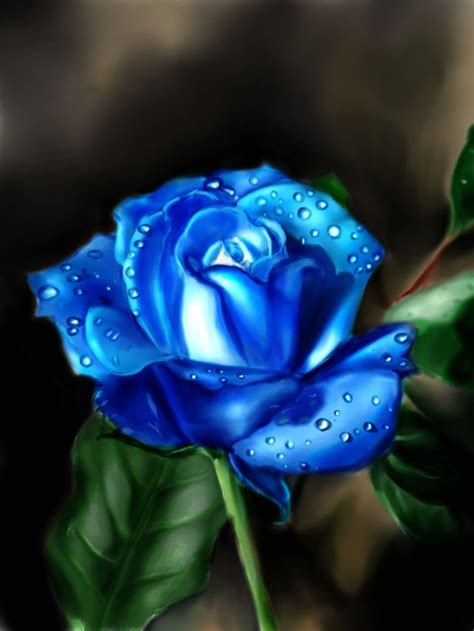 Blue Rose By Marija Perović Beautiful Rose Flowers Blue Roses Rose