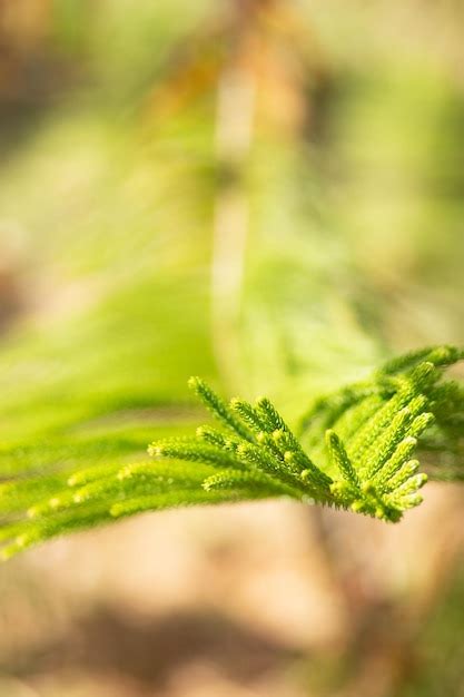 Premium Photo Closeup Norfolk Island Pine Araucaria Heterophylla