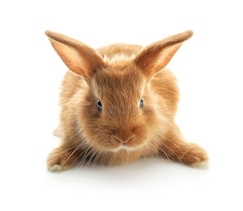 Cute Fluffy Bunny on White Background Stock Image - Image of isolated, fluffy: 151148235