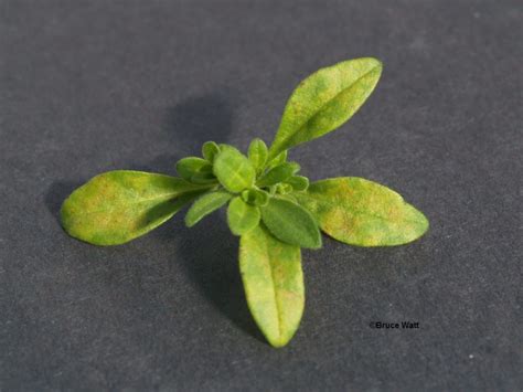 Calibrachoa Mottle Virus Cbmv Cooperative Extension Insect Pests