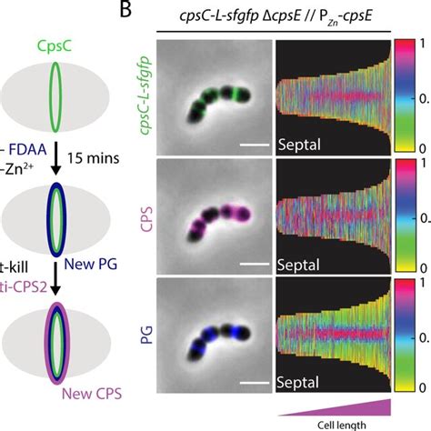 Cpsc L Sfgfp Peptidoglycan Pg Synthesis And Capsular Polysaccharide