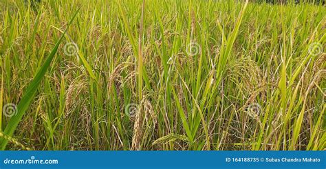 Paddy Farming of India.Ready Paddy Crop Stock Image - Image of food ...