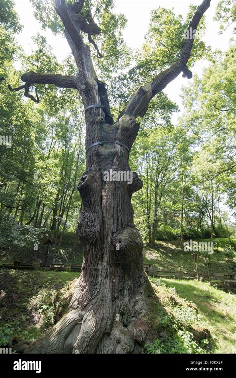 Image Of The Memorable Oak Tree 800 Year Old Oak Stock Photo Alamy