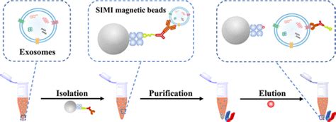 Immunomagnetic Separation Method Integrated With The Strep Tag Ii