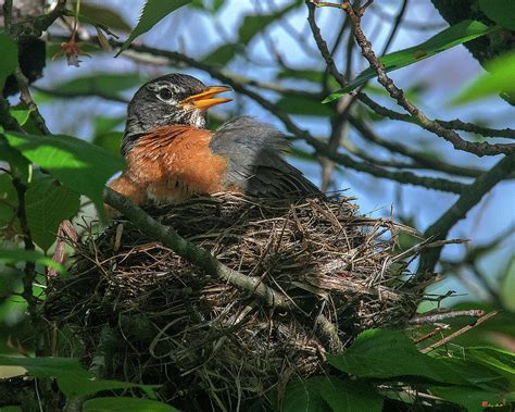 American Robin Sitting On Nest Dsb0369 Photograph By Gerry Gantt Pixels