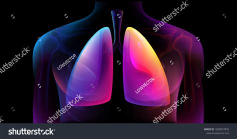 Human Respiratory System Lungs Anatomy Man