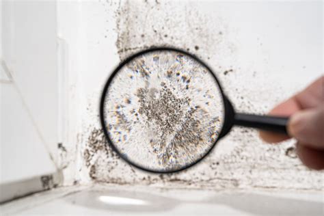 How To Identify Toxic Black Mold In Your Home With Images Engage