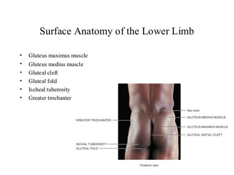 Surface anatomy