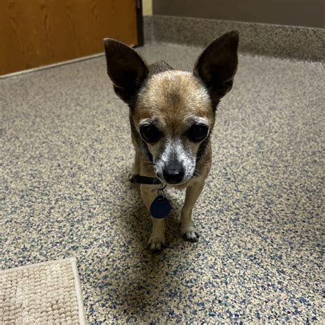 Wyandotte County KS Lost And Found Pets | The dog was found on