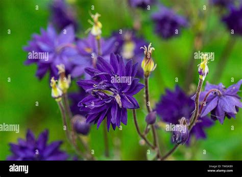 The Flowers Of A Columbine Blue Barlow Aquilegia Vulgaris Var