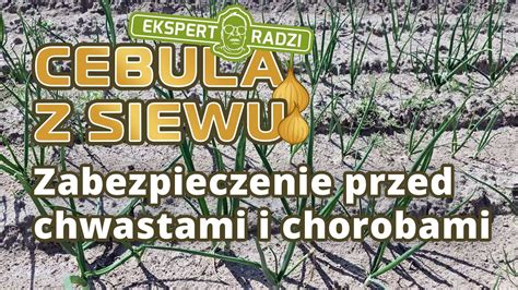 Zabezpieczenie Przed Chwastami I Chorobami Grzybowymi Piotr