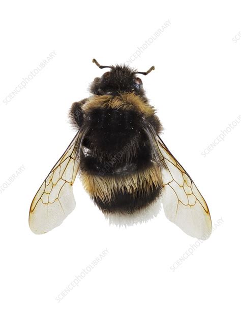 Buff-tailed bumblebee - Stock Image - C023/7807 - Science Photo Library