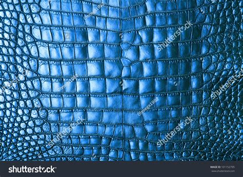 Freshwater Blue Crocodile Belly Skin Texture Background Stock Photo