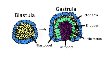 Mesoderm Definition Germ Layer Function Video Lesson