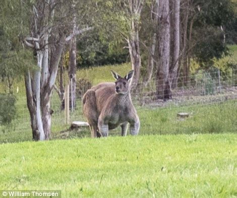 Massive Kangaroo Photographed In Denmark Western Australia Daily