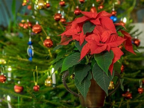 Dónde ubicar la Flor de Nochebuena según el Feng Shui