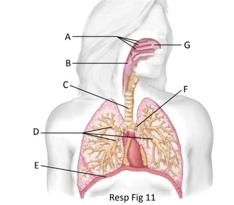 Quiz Block Respiratory System Flashcards Quizlet