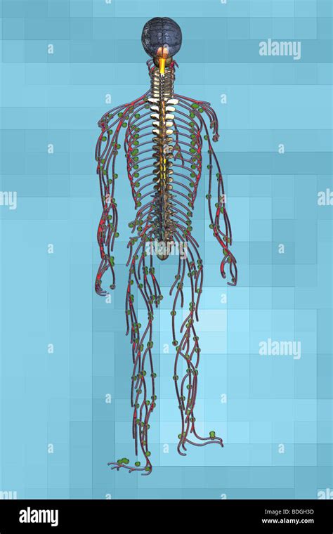 NERVOUS SYSTEM, DRAWING Stock Photo - Alamy