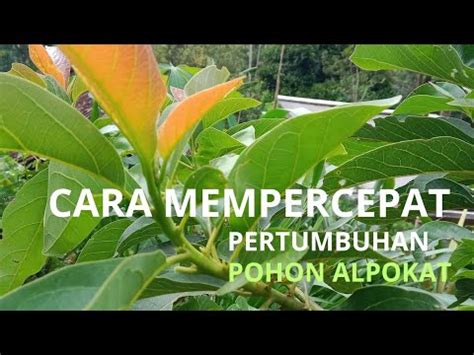 PERAWATAN POHON ALPOKAT DI AWAL MUSIM HUJAN YouTube