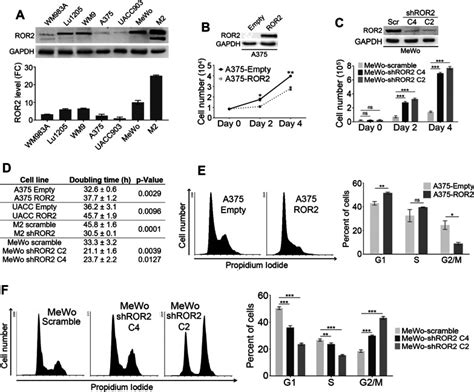 ROR2 Has A Protective Role In Melanoma By Inhibiting Akt Activity Cell