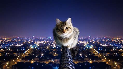 10 Imagenes De Gatitos Para Fondo De Pantalla