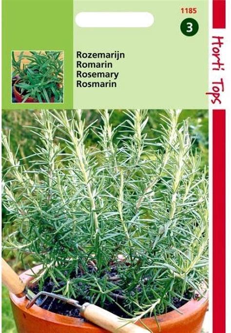 Bol Rozemarijn Rosmarinus Officinalis Set Van Stuks