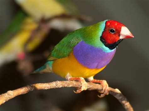 Lady Gouldian Finch Fascinating Animals