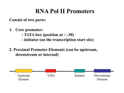 PPT - Eukaryotic RNA Polymerases PowerPoint Presentation, free download ...