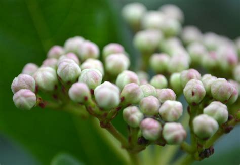 Viburnum Flower Buds A Photo On Flickriver