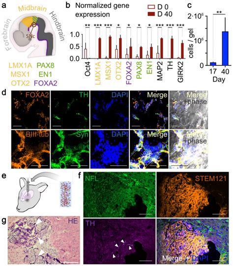 Differentiation And Implantation Of Cryogel Supported Hesc Derived D