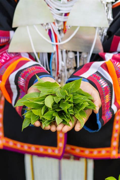 Picking Tea Leaves Stock Photo Image Of Ecology Farm 252306156