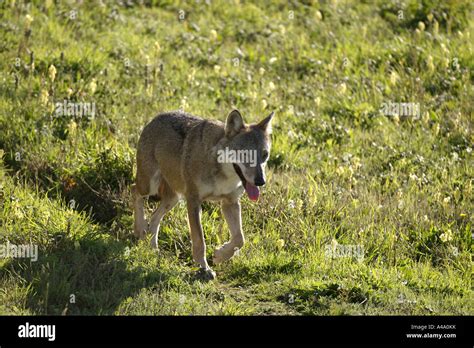 European Gray Wolf Canis Lupus Lupus Walking Stock Photo Alamy