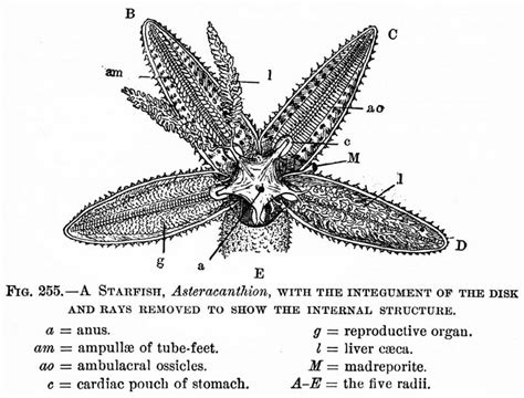 Echinoderm Anatomy