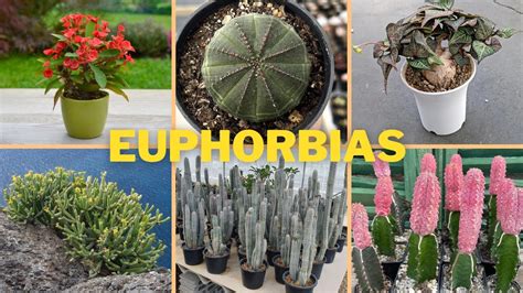 Euphorbias 25 Espécies Para Identificação Nomes Científicos Youtube