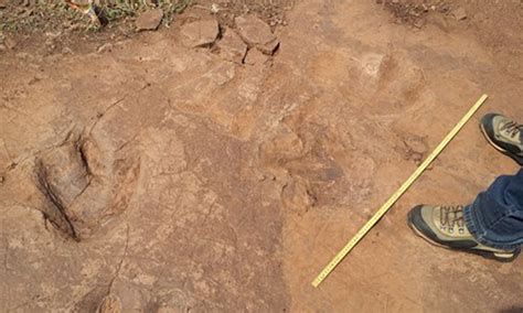 Rare Footprints Found In Chinese Village Reveal Dinosaurs ‘social