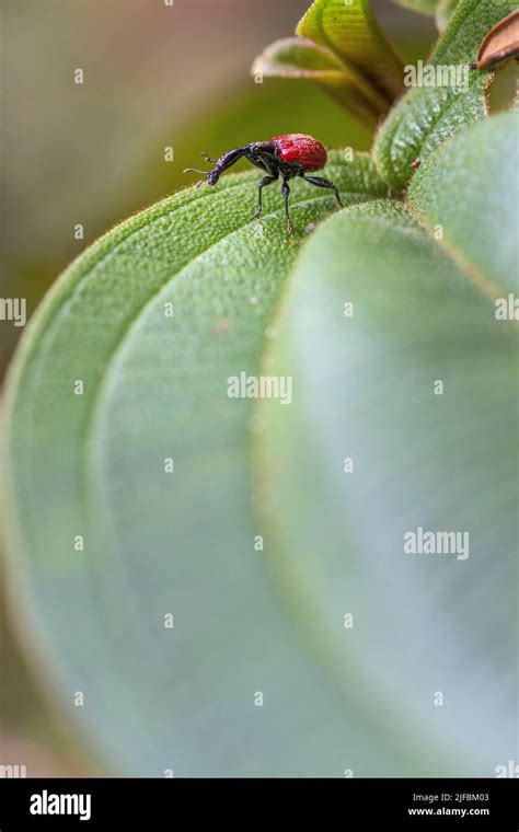 Madagascar Eastern Region Andasibé National Park Giraffe Weevil