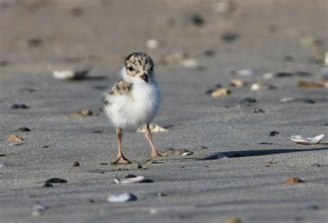 Breeding season begins | Fleurieu Sun