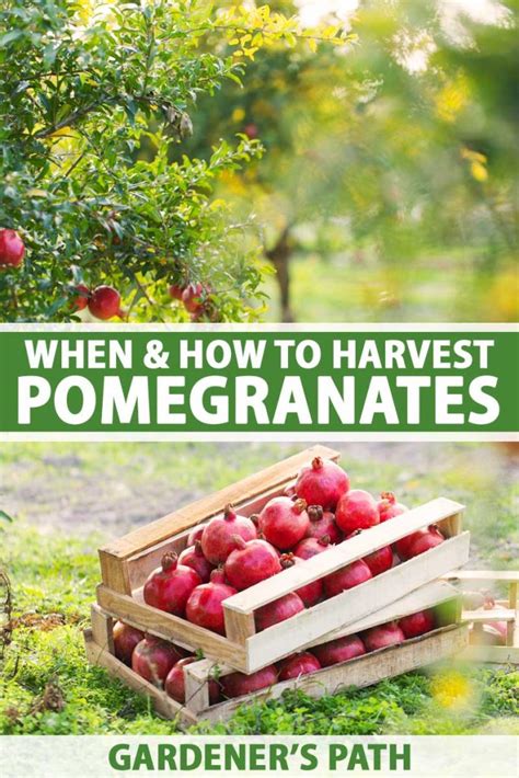 When And How To Harvest Pomegranates Gardener’s Path