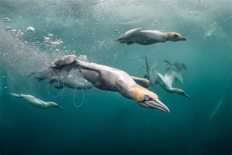 Whale Graveyard Under The Ice Wins The Underwater Photographer Of The