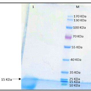 Commassie Blue Stained SDS PAGE Profile Of Total Proteins Purified TK