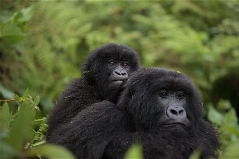 How To Get To Volcanoes National Park Rwanda Luxury Gorilla Trekking