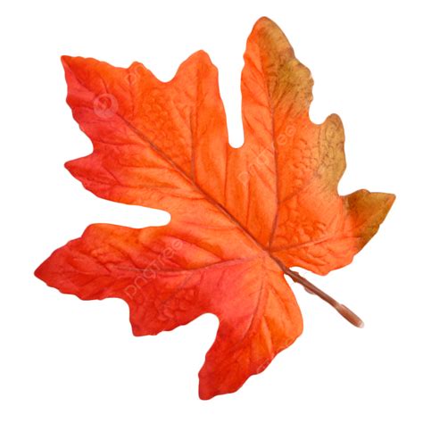 Maple Leaf Branches Of Forest Plants, Absorb, Photosynthesis, Garden ...