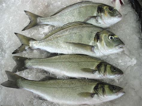 which is more expensive sea bass or sea bream – The online encyclopedia ...