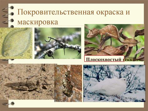Макроэволюция. Способы осуществления макроэволюции - презентация онлайн