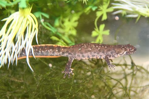 Southern Crested Newts Caudata Org Newts And Salamanders Portal