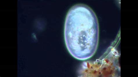 Инфузория туфелька под микроскопом under microscope - YouTube