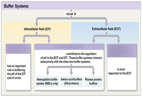 27 5 Buffer Systems Diagram Quizlet