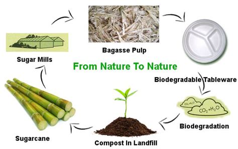 Disposable Biodegradable Sugarcane Pulp Paper Lunch Box Sugarcane