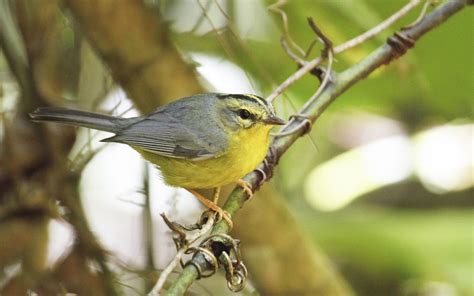 Golden Crowned Warbler Audubon Field Guide